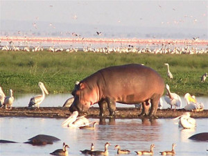 el-lago-manyara-tanzania-7-252