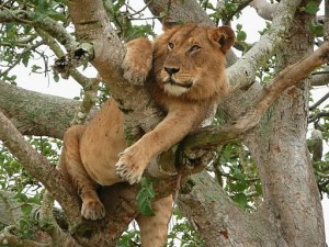 tree-climbing-lion1
